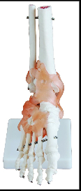 Foot Joint with Ligaments