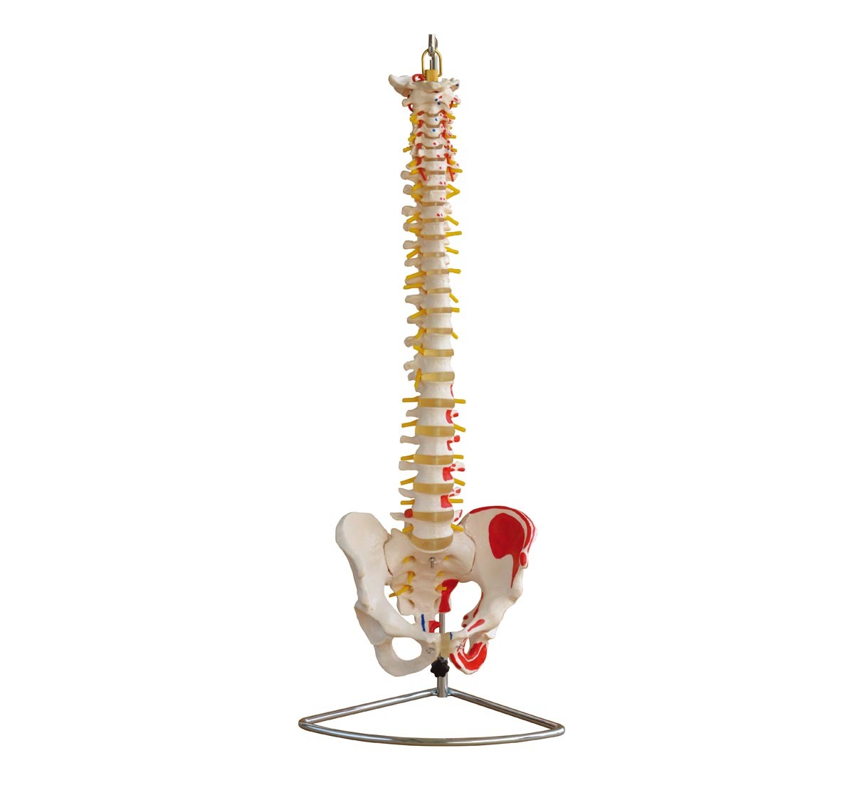 Vertebral Column with Pelvis and Painted Muscles