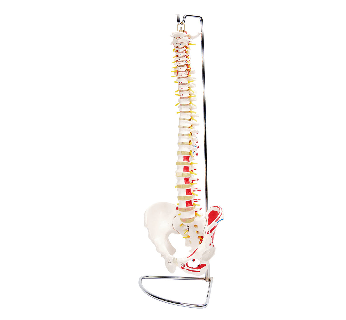 Vertebral Column with Pelvis and Painted Muscles - Image 2