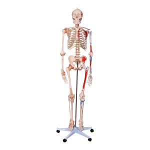 Skeleton with Numbered Muscles and Ligaments 180CM Tall