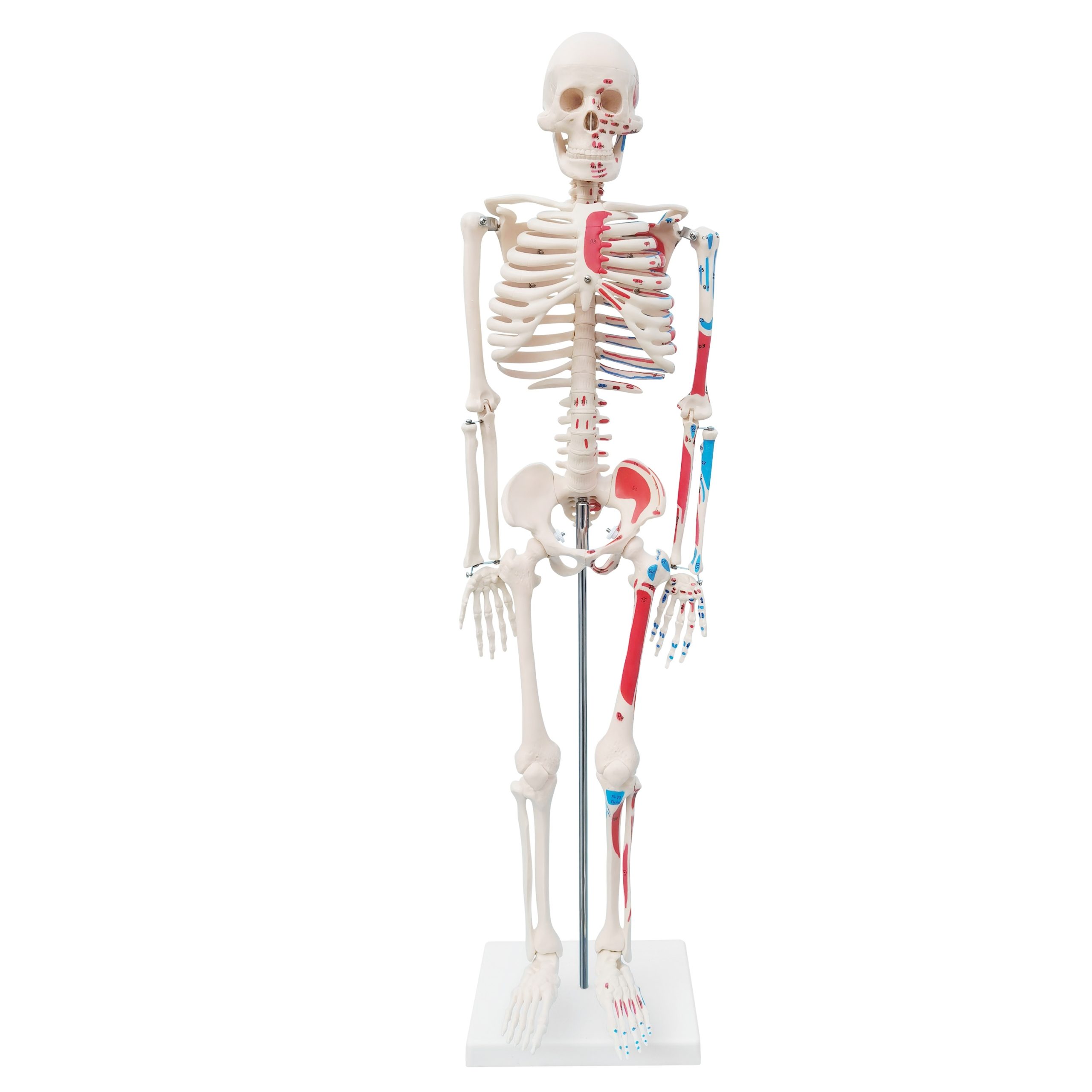 Skeleton with Numbered Painted Muscles 85CM