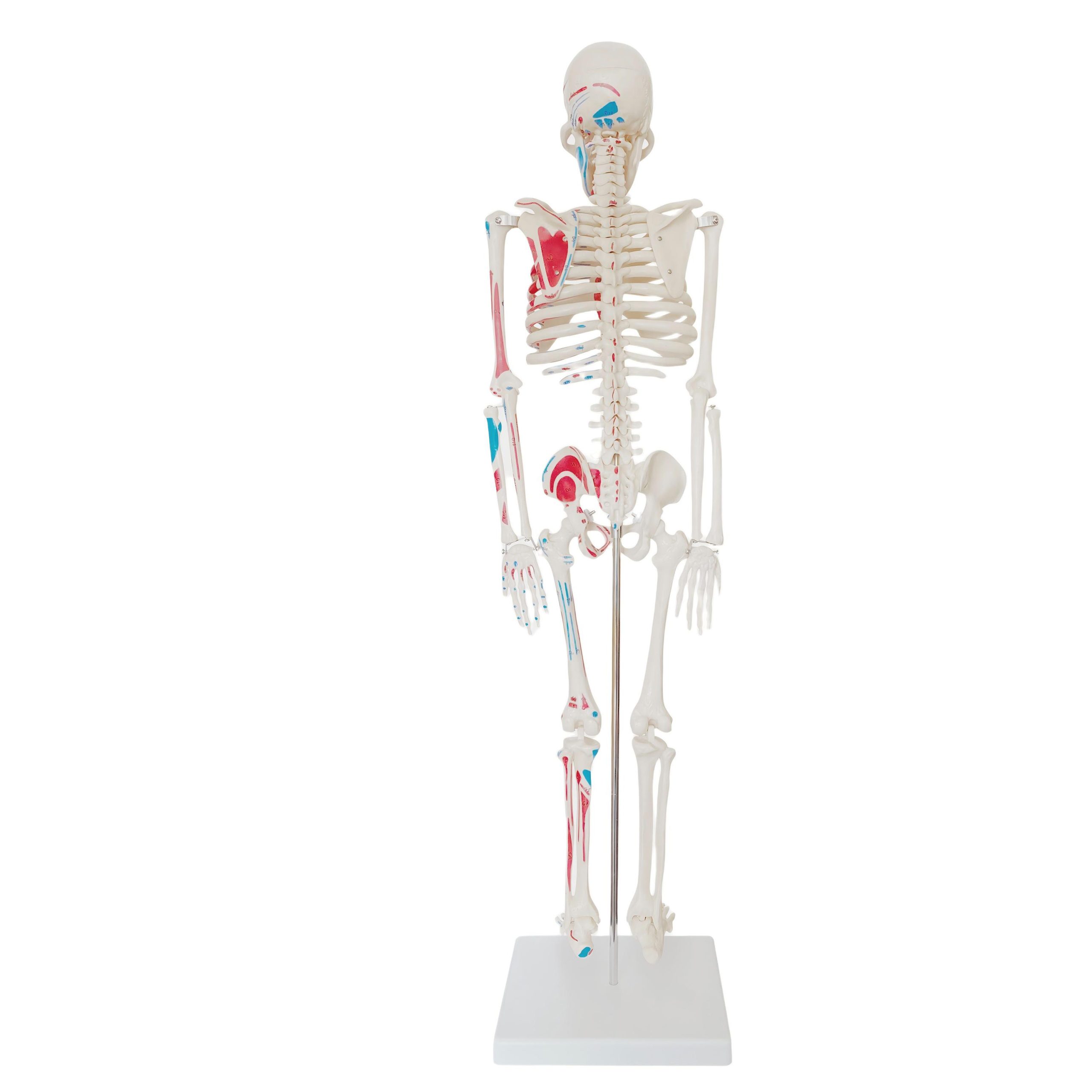 Skeleton with Numbered Painted Muscles 85CM - Image 2