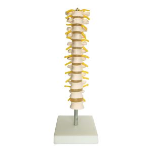 Thoracic Spinal Column