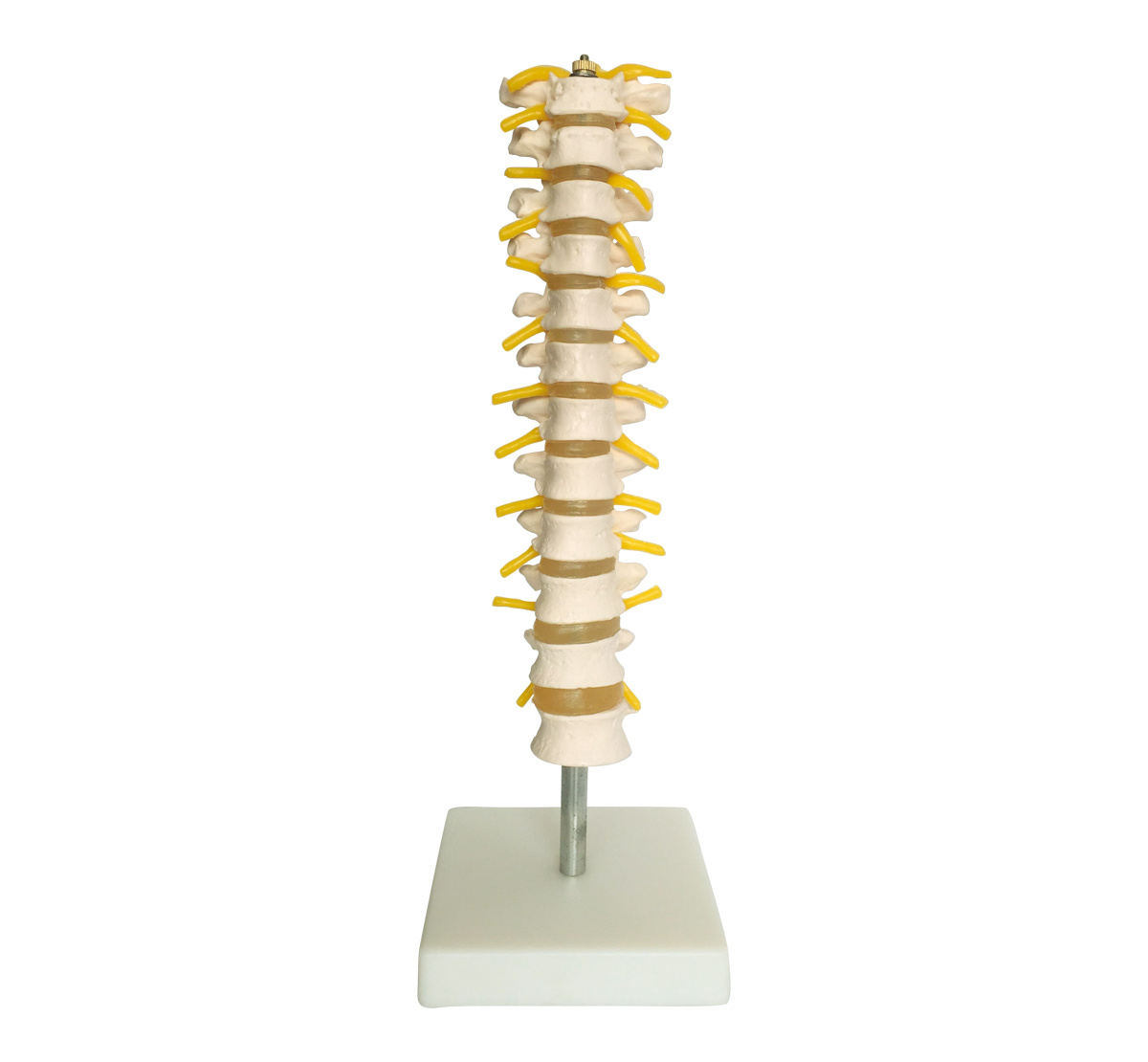 Thoracic Spinal Column