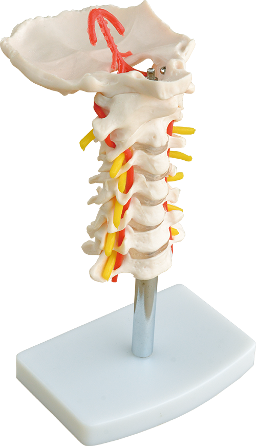 Cervical Vertebral Column with Neck Artery - Image 2