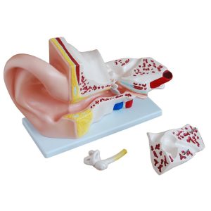 Giant Ear Model