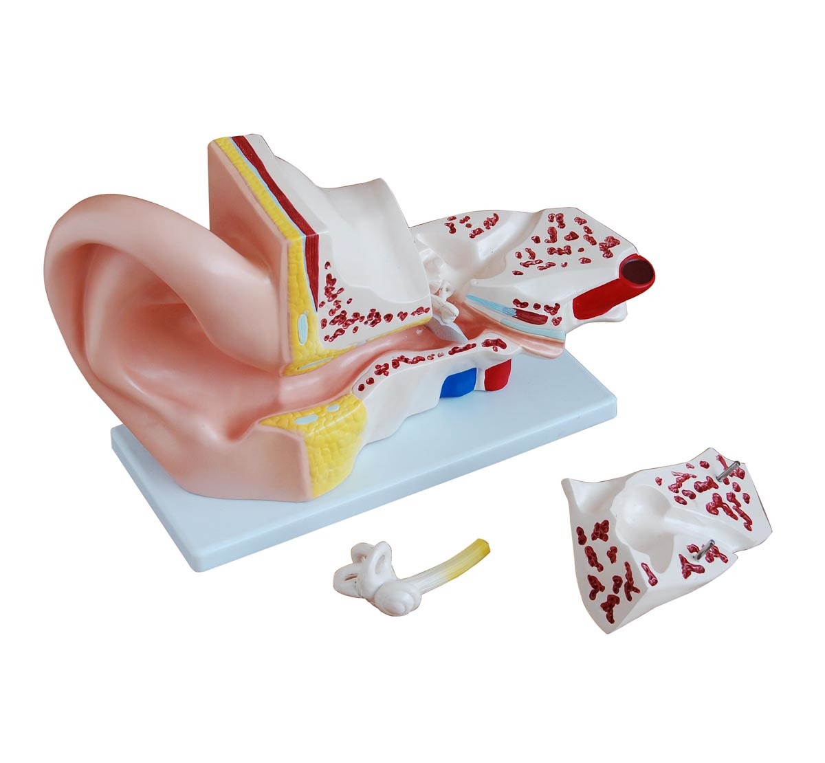 Giant Ear Model