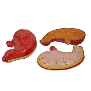 Stomach Model 2Parts