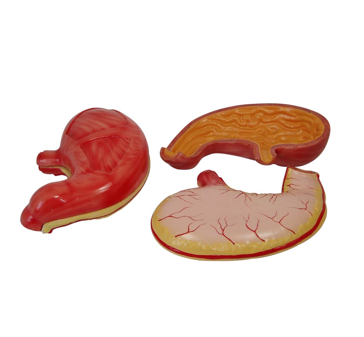 Stomach Model 2Parts