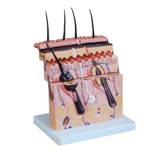 Skin Section Model