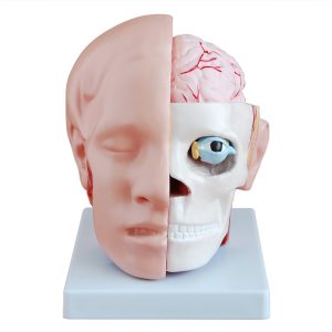 Head with Brain Model