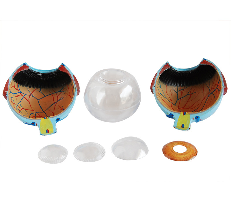 Giant Eye Model - Image 2