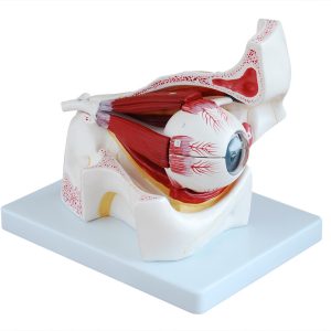 Eye with Orbit Model