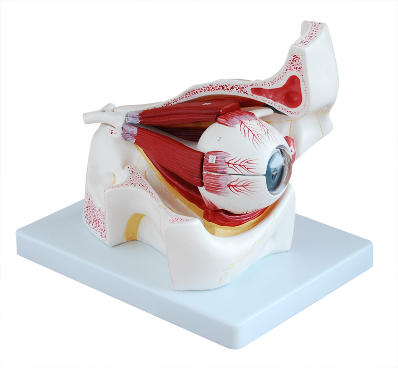 Eye with Orbit Model